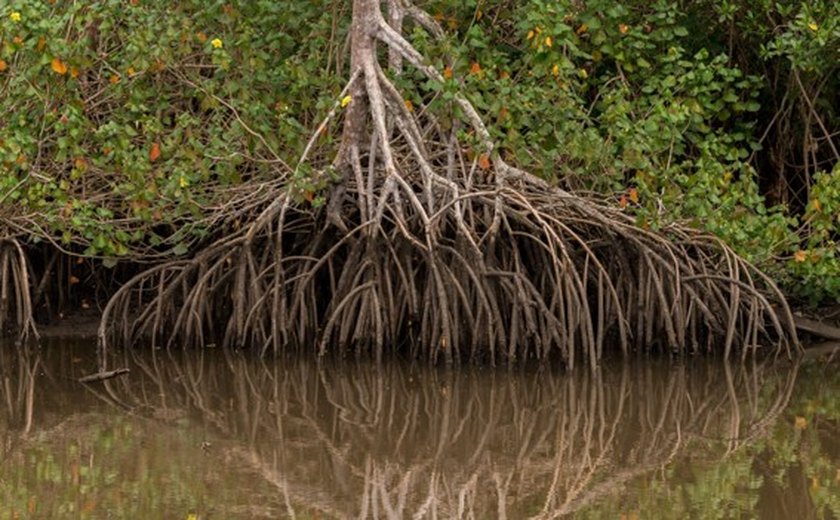 Perda anual de manguezais cai 44% no mundo e reforça papel do ecossistema contra a crise climática