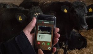 'Tinder para vacas' permite a produtor buscar o gado que deseja