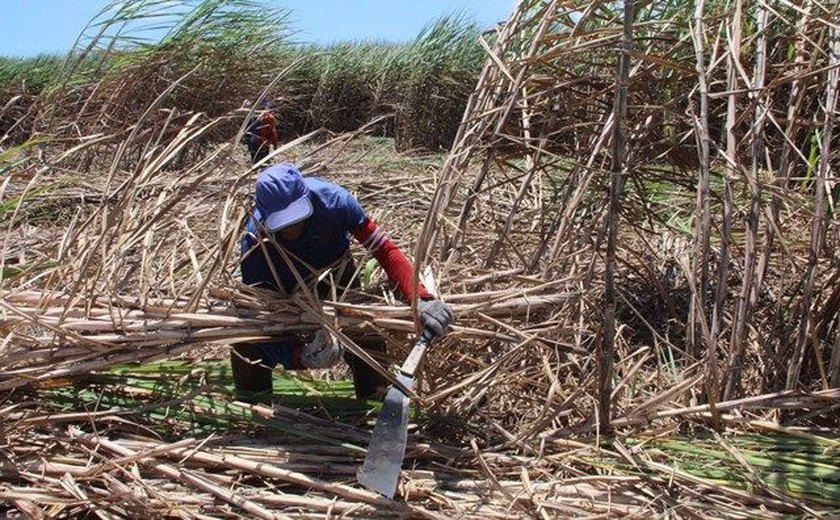 Agropecuária tem maior relação com trabalho escravo em Alagoas