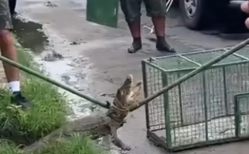 Vídeo: jacaré é resgatado após aparecer em via pública na Grande Maceió