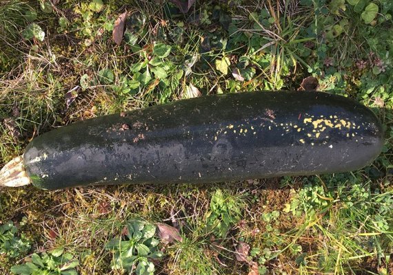 Alemão de 81 anos confunde abobrinha com bomba da Segunda Guerra Mundial