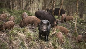 Caçador é confundido com javali e morto a tiros no interior de SP