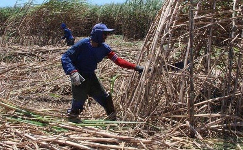 Brasil recorre à OMC por causa de subsídio da Índia ao açúcar