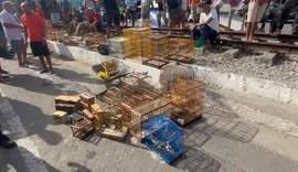Operação apreende 60 animais silvestres vendidos ilegalmente em feiras de Maceió e Rio Largo