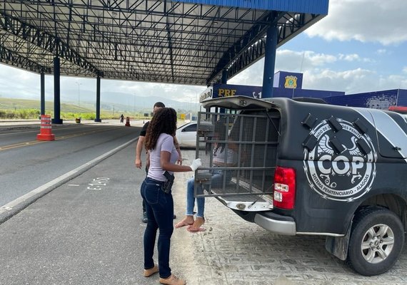 Mulher é presa com 18 kg de maconha em União dos Palmares