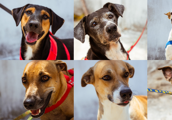 Brisanet e Netflix promovem evento de adoção de cães em parceria com o Grupo Pata Amada