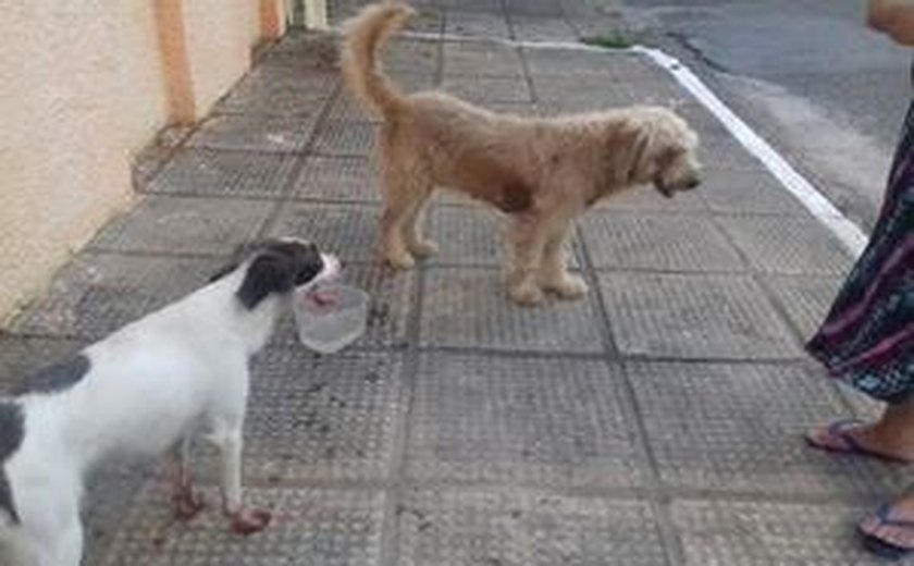 Abandonado, cão fica com patas machucadas ao tentar entrar em sua antiga residência