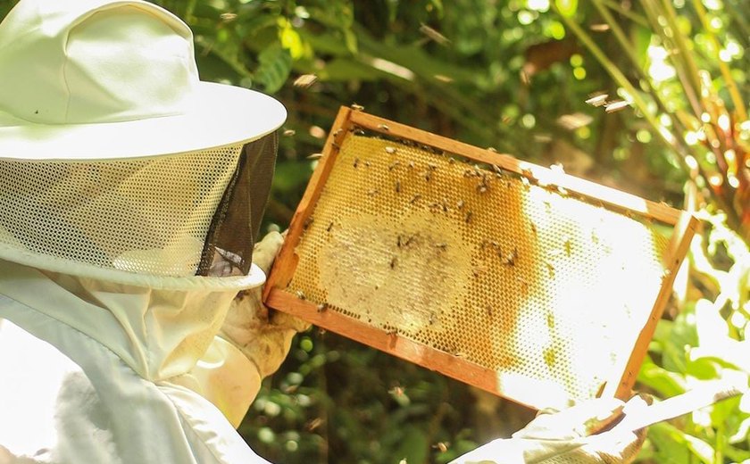 Ministério do Desenvolvimento Agrário e Uniprópolis lançam projeto para aumentar produção da própolis vermelha dos manguezais de Alagoas