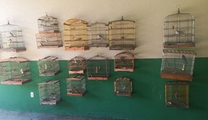 Polícia Militar resgata 36 aves silvestres em cativeiros ilegais