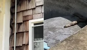 Casal compra casa dos sonhos, mas encontra centenas de cobras cascavéis-da-floresta e cabeça-de-cobre