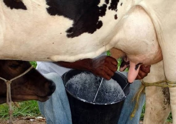 Alagoas atinge produção de mais de 600 milhões de litros de leite de vaca em 2019