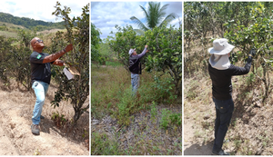 AL assegura a manutenção do status sanitário de área sem ocorrência de Cancro Cítrico
