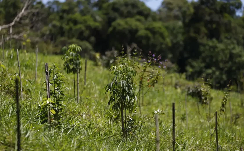 Revisão do IBGE: Mata Atlântica perde 1% de área e Cerrado ganha 1,8%