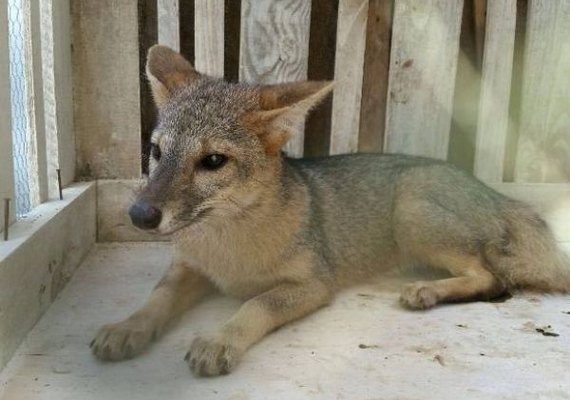Fiscalização Preventiva Integrada resgata cerca de 1500 animais em nove dias