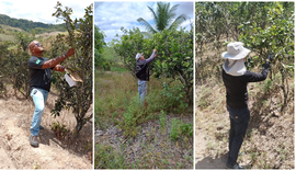 AL assegura a manutenção do status sanitário de área sem ocorrência de Cancro Cítrico