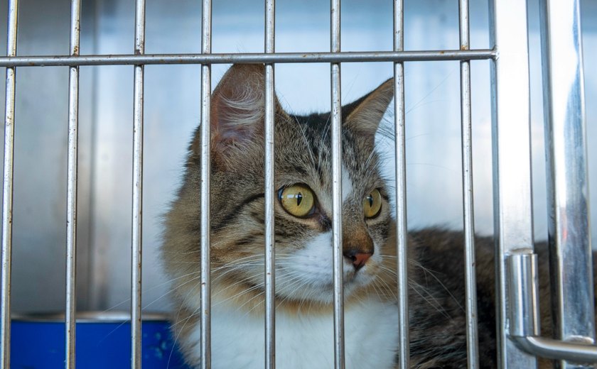 Focinho Responsável realiza nova edição de feira de adoção na Serraria