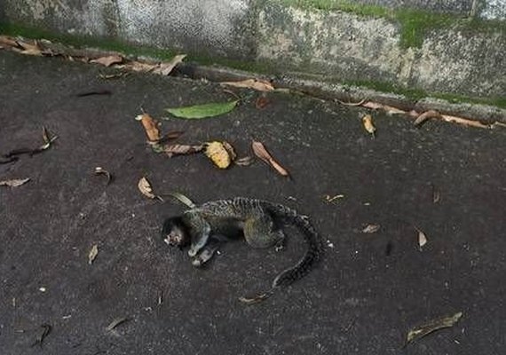 Sobe para 11 o número de vítimas da Febre Amarela em MG