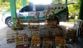 Batalhão Ambiental apreende 151 pássaros mantidos em cativeiro em Alagoas