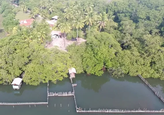 Atividades na base de proteção ao peixe-boi em Alagoas são suspensas temporariamente após mortes de animais