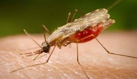 Cientistas eliminam população de mosquito vetor da malária com edição genética