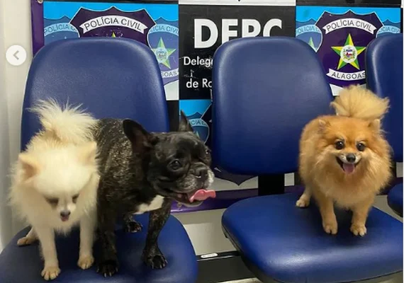 Cães de raça roubados de influenciadora são recuperados e suspeito é indiciado