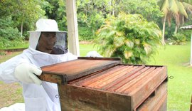 Aprovado em 1º turno projeto que declara a Própolis Vermelha como Patrimônio Imaterial