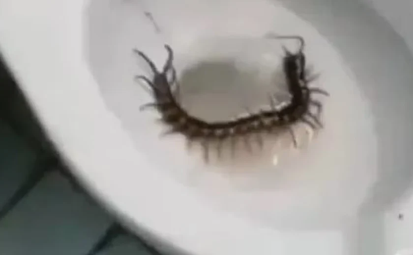 Turista encontra lacraia gigante dentro de vaso sanitário em hotel