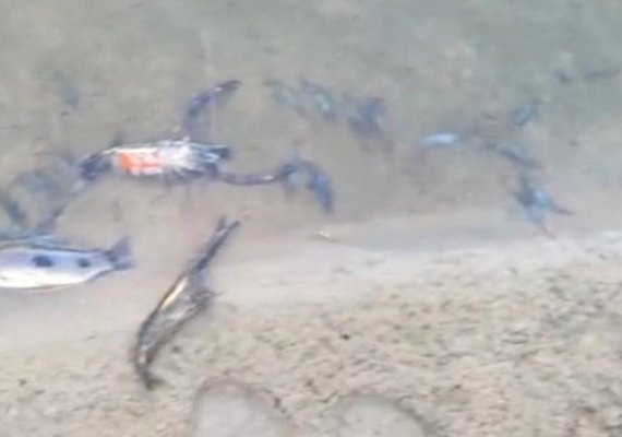 Técnicos da Secretaria de Agricultura constatam veneno em rio de Arapiraca