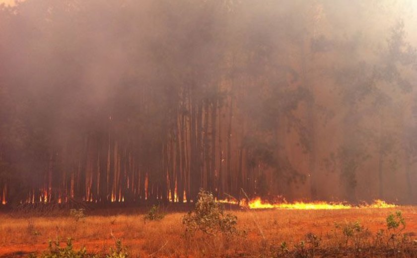 Incêndio em manguezal afeta cerca de 4 hectares em São Miguel dos Milagres