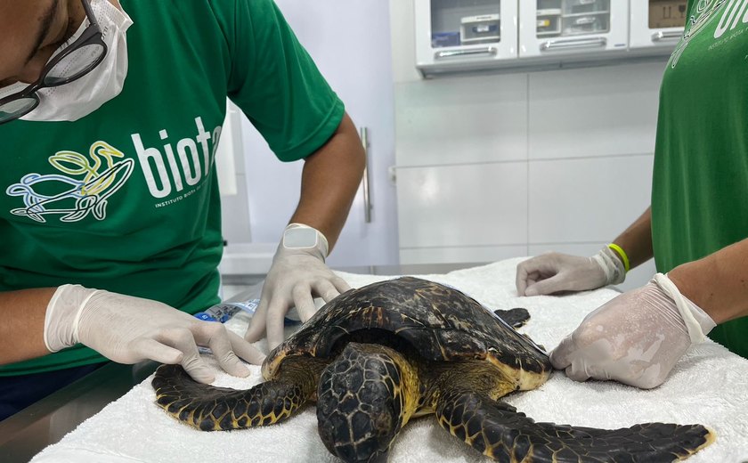 Tartaruga de pente encalha viva na praia da Barra de São Miguel