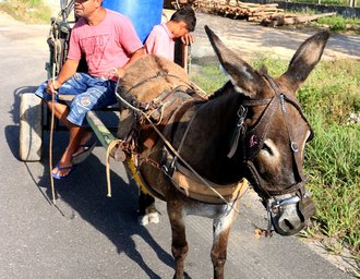 Abate de jumentos volta a causar polêmica