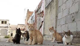 OAB/AL se reúne com entidades e discute ações de proteção animal nos bairros afetados pela Braskem