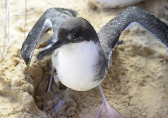 IMA alerta população para evitar contato com aves marinhas durante período migratório