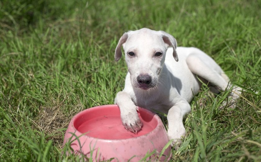 Saúde orienta tutores sobre cuidados com os pets durante o verão