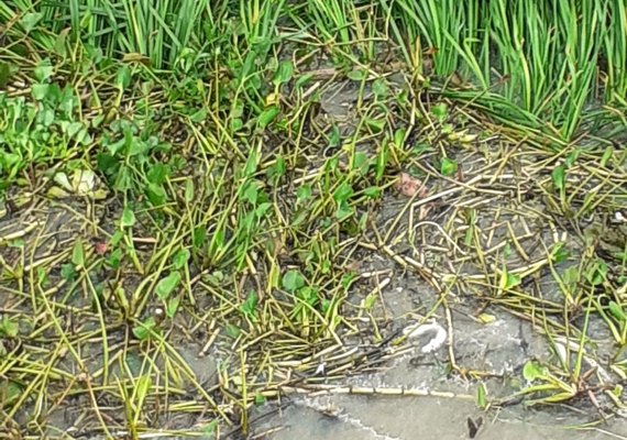 PM e Grupamento Aéreo prendem homem que tentava se esconder em meio à vegetação na Lagoa Mundaú