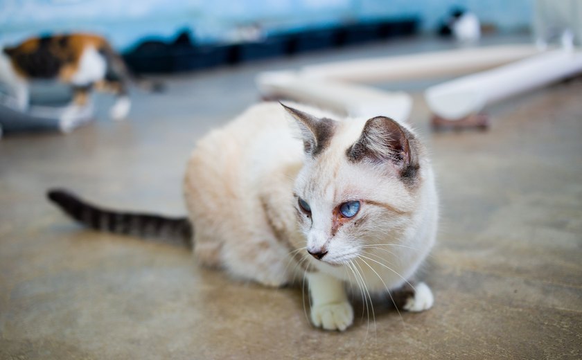 Feira de adoção de animais volta ao Jaraguá neste sábado, 17