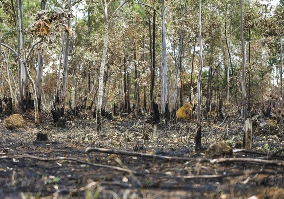 Ano de 2025 é quinto com maior área atingida por queimadas até agosto