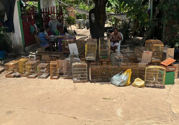 Batalhão Ambiental apreende armas e resgata 43 animais silvestres em Taquarana