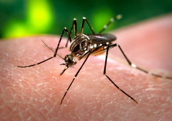 Ações estratégicas mantêm casos de dengue sob controle em Maceió