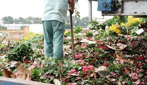 Coronavírus faz cooperativas jogarem fora 70% das flores produzidas em Holambra
