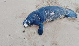 Filhote de peixe-boi é encontrado morto no Mirante da Sereia