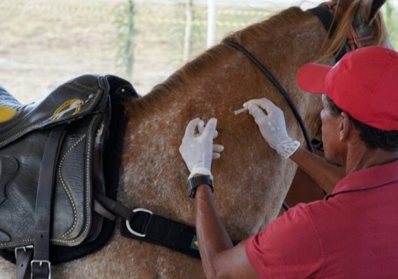 Prefeitura de Marechal Deodoro inicia campanha de vacinação para equinos neste sábado (11)