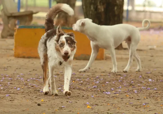 Brasil tem cerca de 30 milhões de animais domésticos abandonados