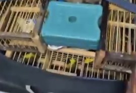 Operação apreendem 42 aves silvestres em bagagem no Aeroporto