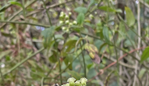 Ufal amplia estudos sobre própolis para expandir exportação do produto