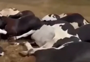 Queda de cabo de alta tensão mata 27 vacas em fazenda no Sertão de Alagoas