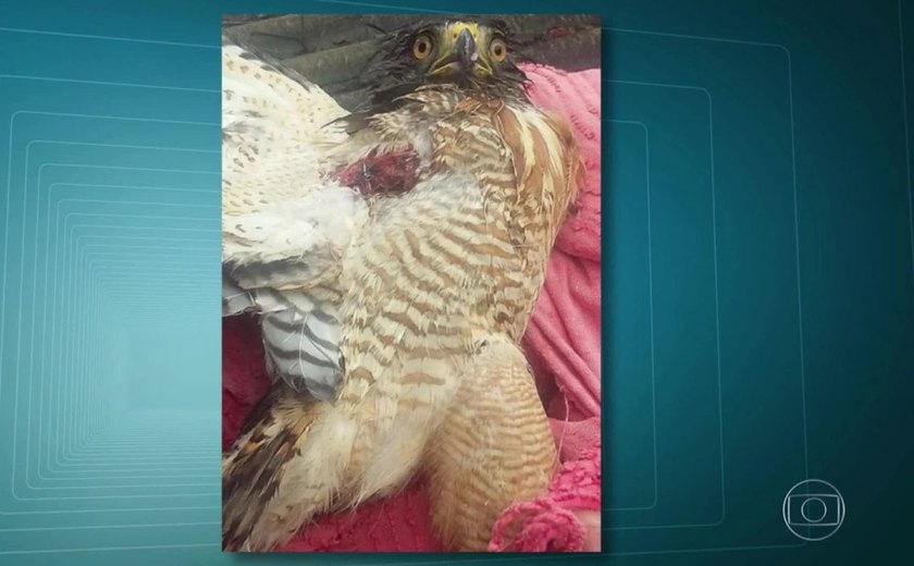 Aves são atingidas por balas perdidas em áreas nobres do Rio de Janeiro