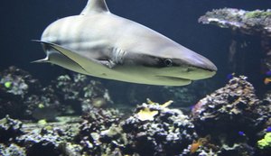 Tubarões em Alagoas: animais em extinção encontram equilíbrio ecológico no Estado 