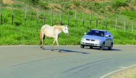 Animais soltos continuam provocando acidentes nas estradas