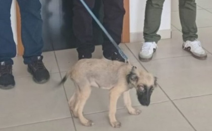 Homem é preso por maus-tratos a animal e ameaça em Teotônio Vilela
